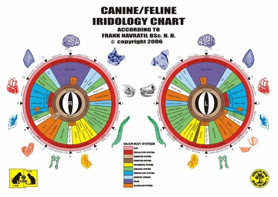 iridology chart Canine Feline