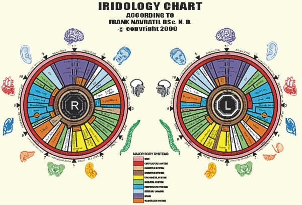 iridology chart English